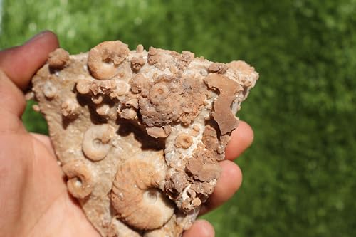 Image of Douvilleiceras & Gastropods Plate Cretaceous Fossils Fossils from Morocco Fossil Rock ammonites Fossil A119