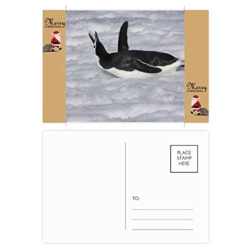 Cartes postales pingouin pour écrire vos vœux et décorer votre bureau