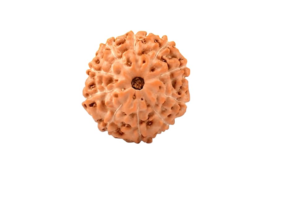 10 Mukhi Rudraksha Indonesian Natural 10 Mukhi Rudraksha Indonesian Bead with Certification Lord Vishnu Ten Faced Dus Mukhi Rudraksah 10 Face Rudraksha Indonesian-image-26