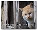 Cat Motivational Poster Art Print 11x14 Kitten Toys Collar Wall Decor Pictures