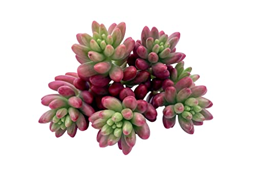 Live Succulent Cuttings (3 Sedum 'Aurora' Pink Jelly Bean), Succulents Plants Live, Succulent Plant No Roots, House Plants Live Office Decoration, Diy Projects, Party Favor Gift By The Succulent Cult #TOP1