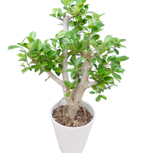 観葉植物 8号 ガジュマル」の人気商品一覧・価格比較 - 価格.com