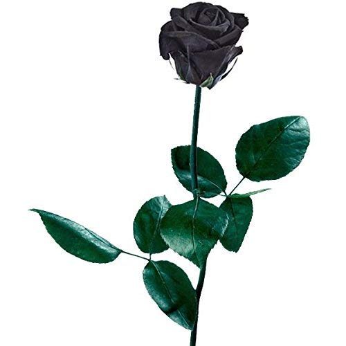 ROSA NATURAL NEGRA PRESERVADA. AÑADE TU DEDICATORIA PERSONALIZADA