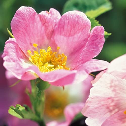 Weleda Wild Rose Smoothing Day Cream - 1 Oz, 1 Ounces #TOP4