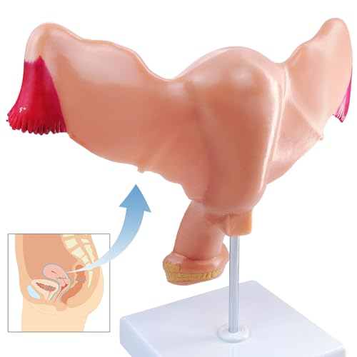 Image of Human Uterus and Ovary Anatomical Model, Life-Size Realistic Female Anatomical Organs for Medical Science Education Study or Teaching