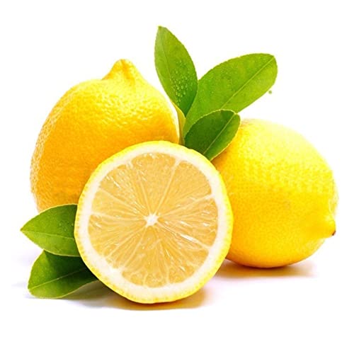 Generic Semillas de árboles de limón, 20 piezas Semillas de árboles de limón raros Jardín de su casa Bonsái de crecimiento rápido Decoración de frutas saludables Semillas de limonero 20 unida