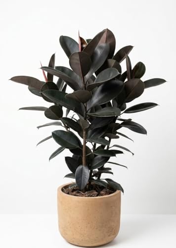 Image of Stunning Rubber Plant Live | Ficus Elastica | Bold Burgundy Foliage Air Purifying Indoor Plant for Home, Living Room & Office Decor | BM Nursery
