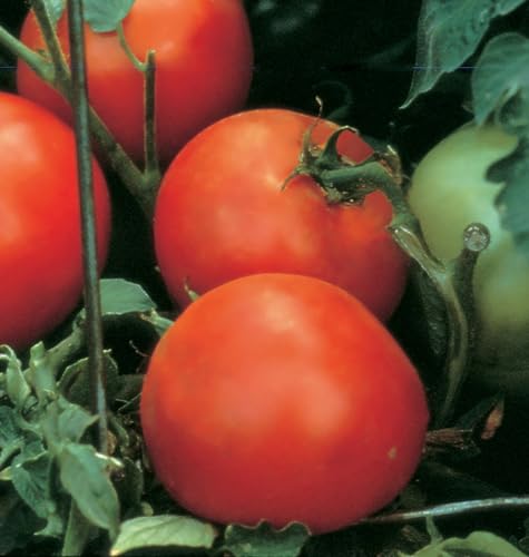 Burpee 'Celebrity' Hybrid Red Tomato Slicer 35 Non-GMO Seeds for Planting Disease-Resistant and Award-Winning Variety Big Juicy Tomato for Summer Sandwiches Burpee 'Celebrity' Hybrid Red Tomato Slicer 35 Non-GMO Seeds for Planting Disease-Resistant and Award-Winning Variety Big Juicy Tomato for Summer Sandwiches