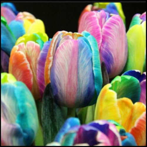 Bulbi di Tulipano | Eleganti, Romantici, Delicati, Nobili, Sereni, Vivaci, Freschi