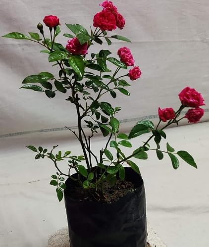 NDS- Real Live Rose Plant for Outdoor Living Desi White Rose Plant for Home Garden (Pink) (B0CWLP1LYT) Amazon Price History, Amazon Price Tracker