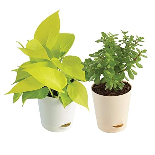 Ugaoo Good Luck Indoor Plants For Home With Pot - Jade Plant & Money Plant Golden