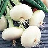 Onion - Pompeii - Italian Flat cipollini - Very Tasty!!!!!!(25 - Seeds)