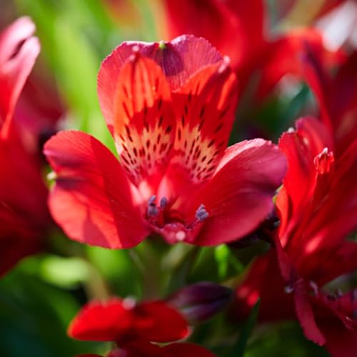 1 Alstroemeria Inticancha Doba Jumbo Plug Plants - Peruvian Lily Plants for Patio Pots Borders & Cut Flowers - Hardy Perennial Compact Long-Flowering Dark Red Blooms by Thompson and Morgan