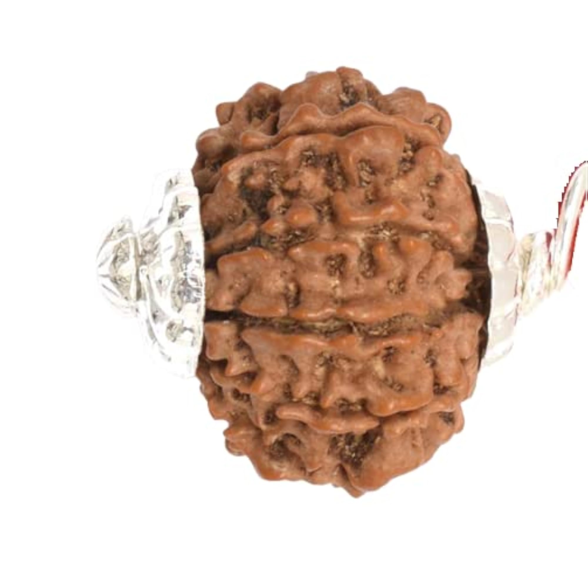 Ten Mukhi Rudraksha Bead, Original Certified from Nepal