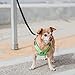 Gooby Escape Free Sport Harness - Lime, Small - No Choke Step-in Patented Neoprene Dog Harness with Four-Point Adjustment for Small to Medium Dogs