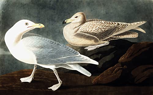 Tableau Bourgmestre Gull Larus Glaucus Audubon 60x90cm