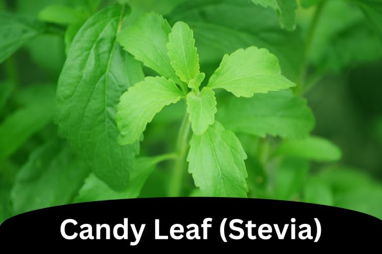 Image of Fresh Stevia Live Plant, Natural Sugar Alternative Herb, Medicinal Garden Plant for Home Growing, Single Pack without Pot