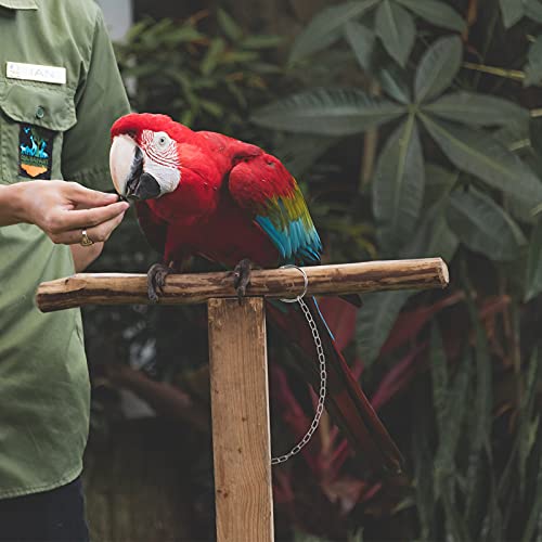 iplusmile Vogel Accessoire 1 St Papegaai Roestvrij Staal Gescheiden Enkelband Gesp Ketting Cirkel Vogels Voet Lock - Afbeelding 4