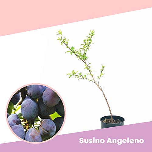Plum ANGELENO® - Fruit tree for small spaces - Azienda agricola Carmazzi