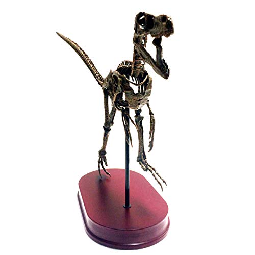 Huili Dinosaurier-Skelett-Modell - 20" Velociraptor Dinosaurier-Skelett Statue Modell - für Archäologische Tier Resear oder Inneneinrichtungen, wissenschaftliche pädagogische Spielzeug- – Bild 3