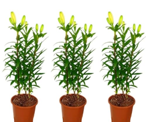 Pack de 3 plantas de Azucena Lilium, 30-40 cm. Azucena. Lirio de ...