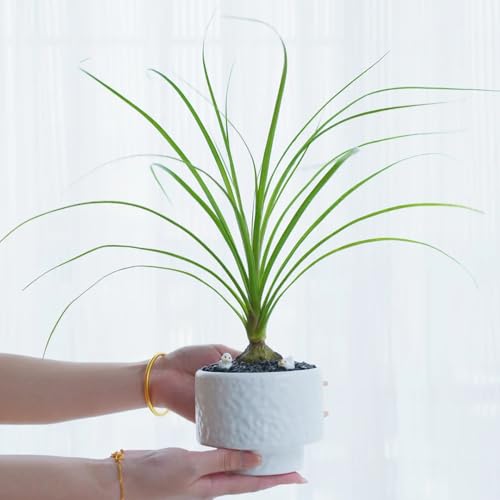 Semillas de Beaucarnea, Beaucarnea recurvata, decoracion salon, plantas para exterior plantas decorativas, de jardin plantas de oficina, plantas de jardín regalos para los 250pcs