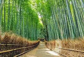 Bamboo seeds for planting (50 seeds)-picture-15