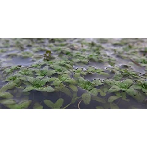 1 Bunch - Callitriche Stagnalis (Starwort) Oxygenating Pond Plant - Fish or Wildlife Pond and bog Aquatic Plants Cover