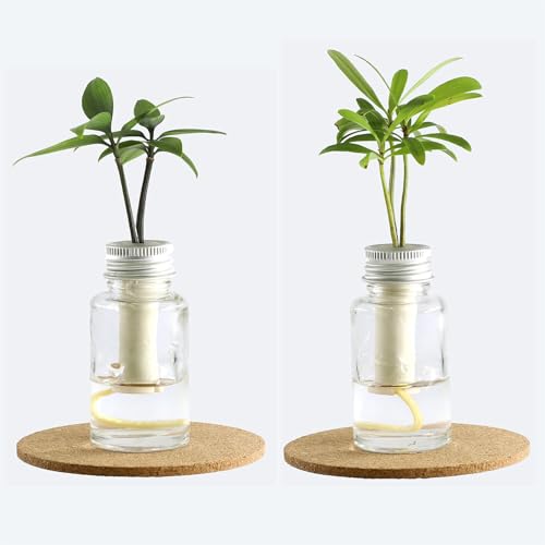 日本古来の植物「良縁を結ぶ ご神木 梛(ナギ)の木」「槇(マキ)の木 花言葉：『慈愛』『色あせぬ恋』」と「倒れても水がこぼれない ガラス製容器 『ミニボトル』」 2個セット 【土なし・清潔・水やり簡単なミニ観葉植物 G-STICK(ジースティック)】