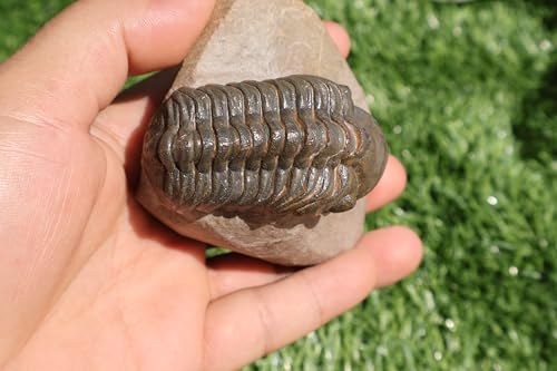 Image of Trilobite Fossil Reedops Trilobite Fossil Trilobites Rock Trilobite Fossils Morocco Trilobite Fossil Trilobites A241