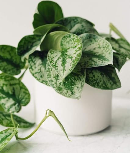 Image of American Plant Exchange Silver Splash Pothos - Live 6-Inch Potted Satin Pothos Vine, Easy-Care Air Purifying Houseplant, Fast-Growing Indoor Plant for Home, Office & Modern Tropical Indoor Decor
