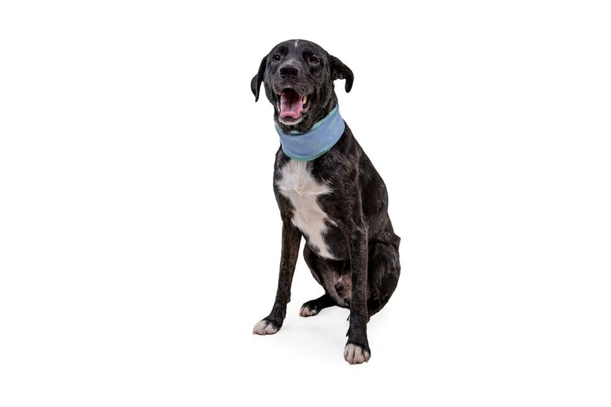 RUFFWEAR Swamp Cooler ocieplacz na szyję dla psów, SPF 50+, zmywalny, dwustronny, chłodzący na co dzień, akcesorium do natychmiastowego schładzania, na upały, łososiowy różowy/niebieska mgiełka