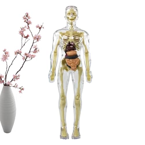 Figura De Anatomía Del Torso - Modelo Interactivo Del Cuerpo Humano, Juguete Educativo Ideal | Modelo Posible De Anatomía Humana Con Corazón, Cabeza, Cráneo Y Esqueleto Cerebral, Gran Herramienta
