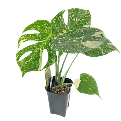 UJ �����X�e�� �^�C�R���X�e���[�V���� ������ 3.5�� �A�[�o���W�����O�� Monstera deliciosa Thai constellation �ϗt�A�� (�Ǘ��ԍ�#010)