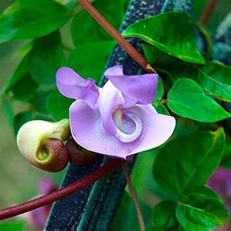 Floryzen Live Corkscrew Vine/Ganesha Flower Vine Plant With Pot | Rare Fragrant Blooms | Healthy Live Plant for Home & Garden Decoration-image-1