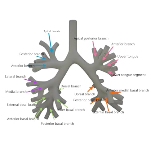Modèle d'arbre bronchique AMITD : s'entraîner à la bronchoscopie en éducation médicale - 2
