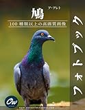 鳩: フォトブック : 100 種類以上の高画質画像