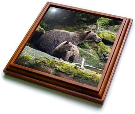 3dRose Brown Bear cub Staying Close to mom at ANAN Creek. - Trivets (trv-380601-1)