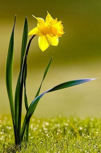 Daffodil Yellow Beautiful Fresh Flower Bulbs for Indoor Outdoor Gardening Planting (Pack of 5 Bulbs)-image-26
