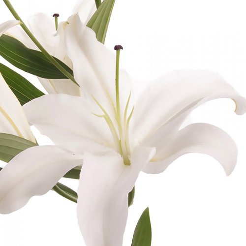 Blooms2Door: 40 Stems of White Oriental Lilies (2 Blooms) from California - Farm Direct Wholesale Fresh Flowers