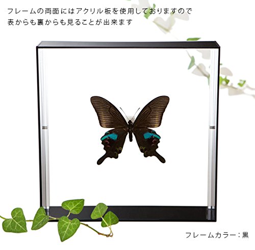 Amazon.co.jp: 蝶の標本 オオクジャクアゲハ P.arcturus