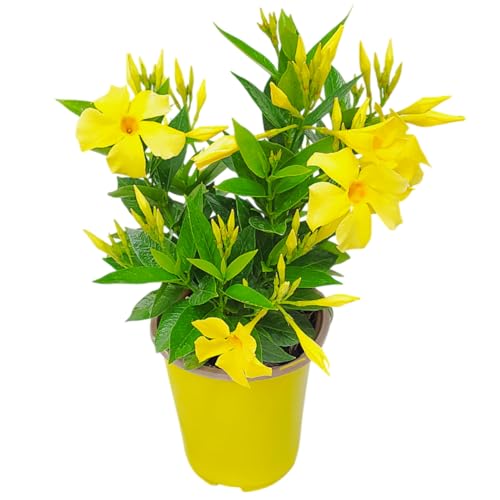 How cold can dipladenia tolerate