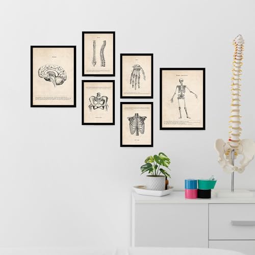 Nacnic Skelett Postern. Medizinische Illustrationen im Vintage Stil von Anatomie, Körperteilen, Knochen und Muskeln. Innenarchitektur und Dekoration. A4 & A3.