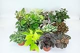 12 Pack Live House Plants in Plant Containers, Growers Choice Plant Set in...