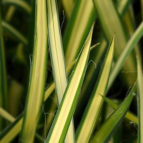 Vivai le Georgiche - Pianta vera di Yucca filamentosa Golden Sword - Yucca flaccida 'Golden Sword' - - diametro vaso Ø 18 cm