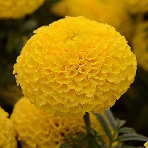 Image of Yellow Marigold Live Plant | African Marigold Gainda Phool Flowering Plant | Live Flower Plant for Home Garden Balcony Terrace Outdoor