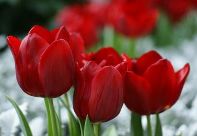 Pallada Tulip Seed Pack Pallada Tulip Seed Pack