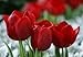 Pallada Tulip Seed Pack