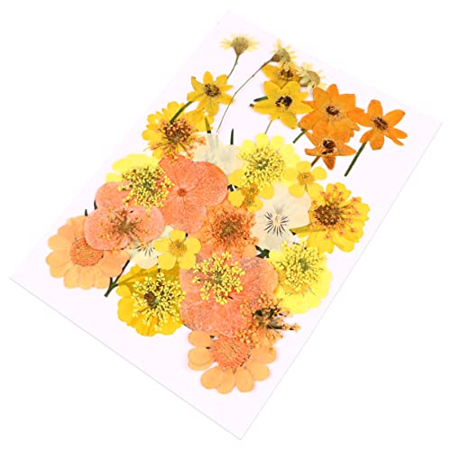 40 Piezas Flores Naturales Secas Prensadas Naranjas miniatura 1