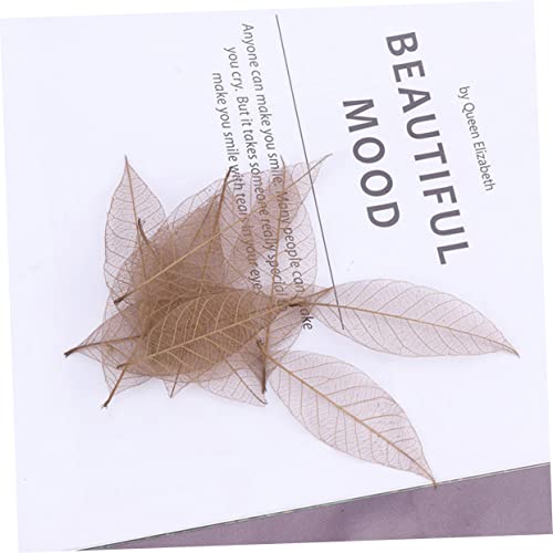 Zerodeko 40 Peças De Folhas De Seringueira Secas Decoração De Folhas Naturais Esqueleto Folhas De Bo